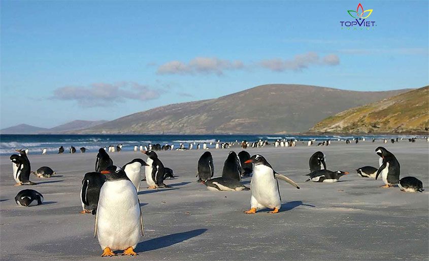 Penguin-Island-nam-phi-top-viet-travel