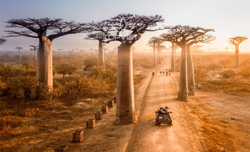 Baobabs-chau-phi-top-viet-travel