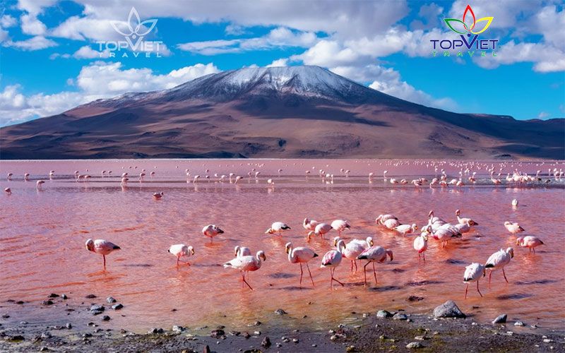 Laguna-Colorada-bolivia-top-viet-travel